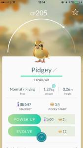 pidgey