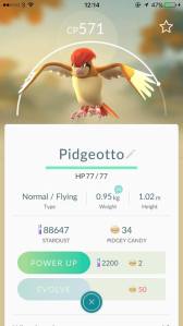 pidgey_2