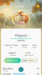 pidgey_3